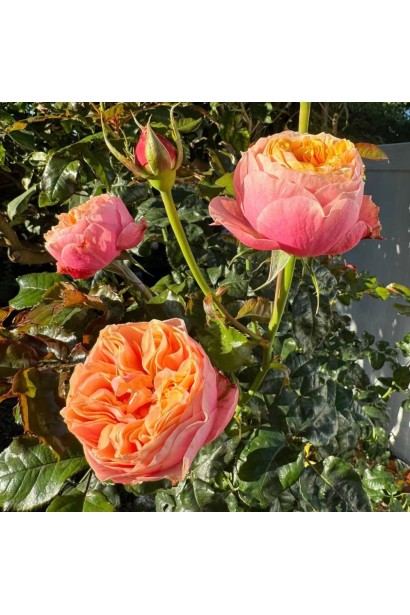 Троянда Вувузела - персиково-рожеві бутони